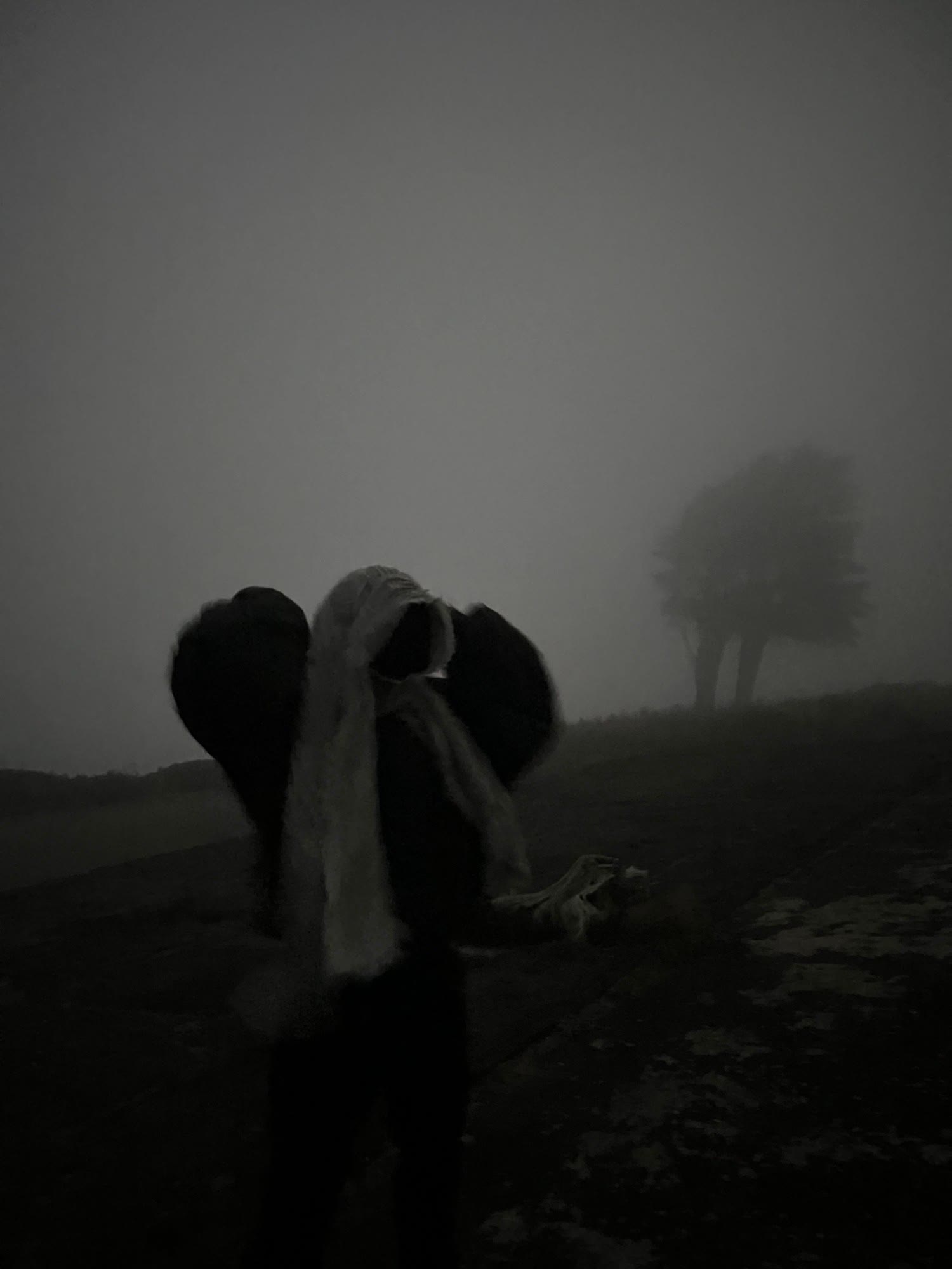 silhouette in the fog by the trees